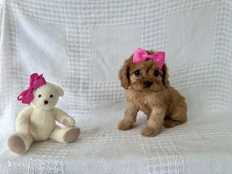 Sharla – Cavapoo puppy for sale in Elkton, KY