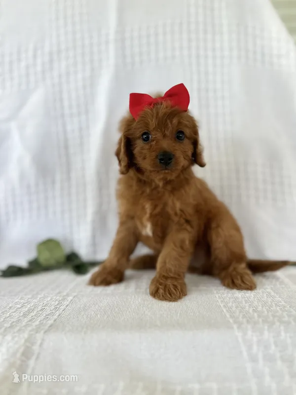 Jessie – Cavapoo puppy for sale in Elkton, KY
