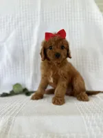 Jessie, a male Cavapoo for sale in Elkton, KY – 1 of 1