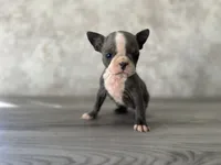 Ruby, a female Boston Terrier for sale in Elkton, KY – 2 of 5