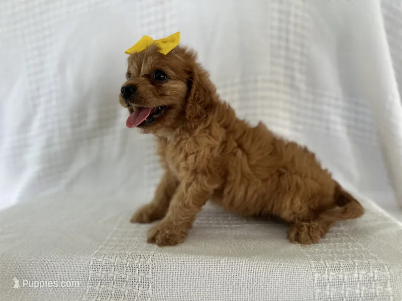 Rusty – Cavapoo puppy for sale in Elkton, KY