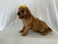 Rusty, a male Cavapoo for sale in Elkton, KY – 1 of 1