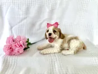 Lilly, a female Cocker Spaniel for sale in Elkton, KY – 1 of 1