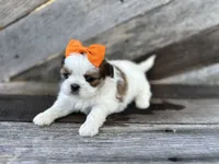 Tate, a male Shih Tzu for sale in Elkton, KY – 2 of 3