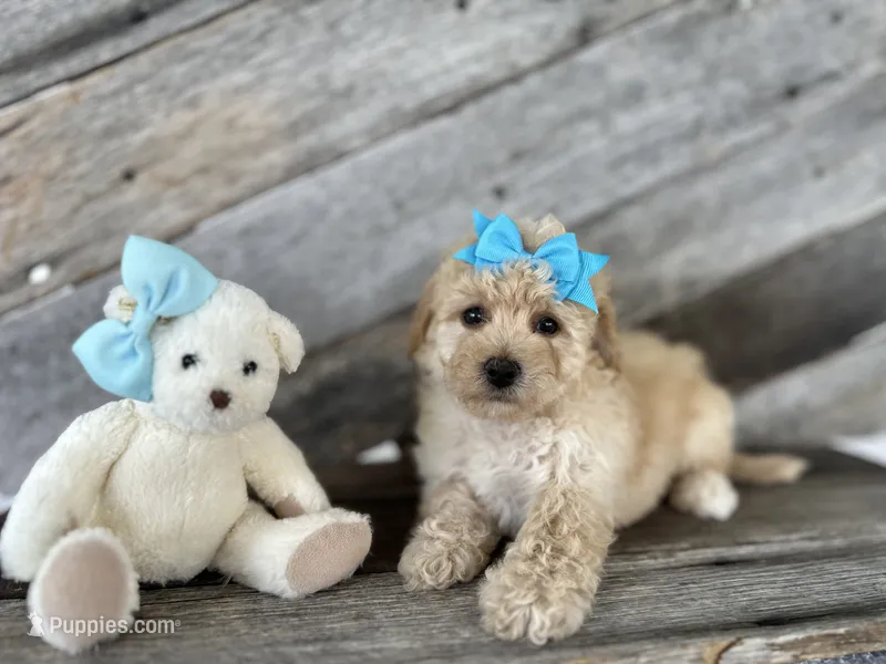 Rusty – Bichpoo puppy for sale in Elkton, KY