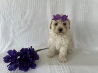 Chloe, a female Poodle - Toy  and Bichpoo for sale in Elkton, KY – 5 of 6