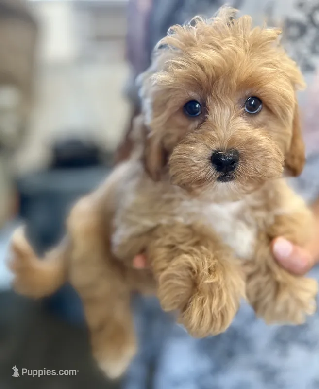 Simon – Shihpoo puppy for sale in Elkton, KY