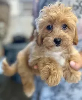 Simon, a male Shihpoo for sale in Elkton, KY – 1 of 1