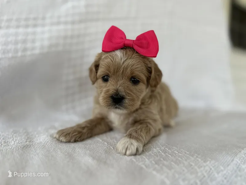 Caramel – Shihpoo puppy for sale in Elkton, KY