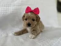 Caramel, a female Shih Tzu and Poodle - Toy  for sale in Elkton, KY – 2 of 2
