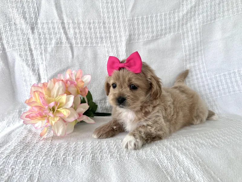 Caramel – Shihpoo puppy for sale in Elkton, KY