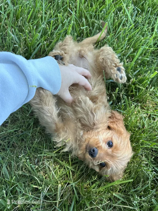 Tulip – Cavapoo puppy for sale in Elkton, KY