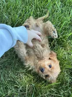 Tulip, a female Cavapoo for sale in Elkton, KY – 1 of 3