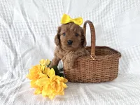Tulip, a female Cavapoo for sale in Elkton, KY – 3 of 3