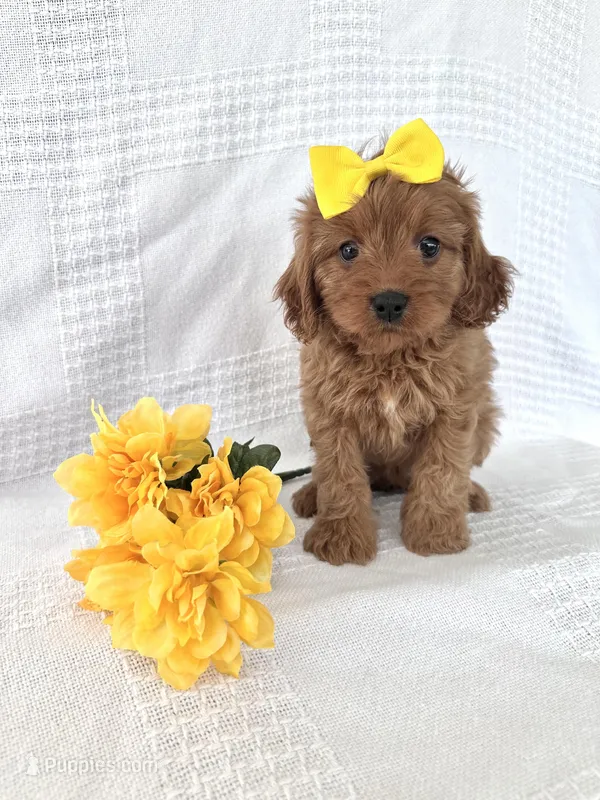 Tulip – Cavapoo puppy for sale in Elkton, KY