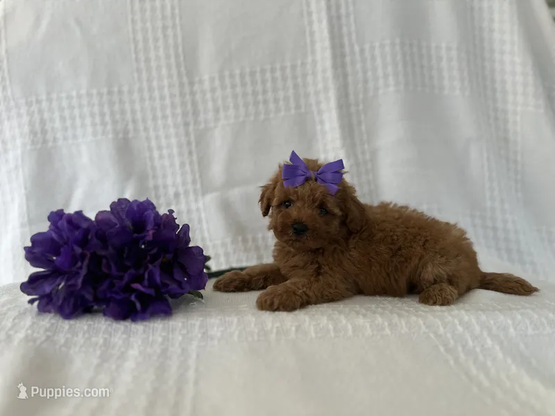 Tiffany – Poodle - Toy  puppy for sale in Elkton, KY