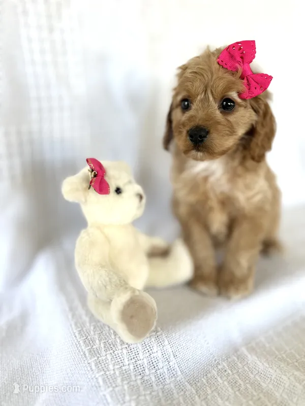 Cinnamon  – Cockapoo puppy for sale in Elkton, KY