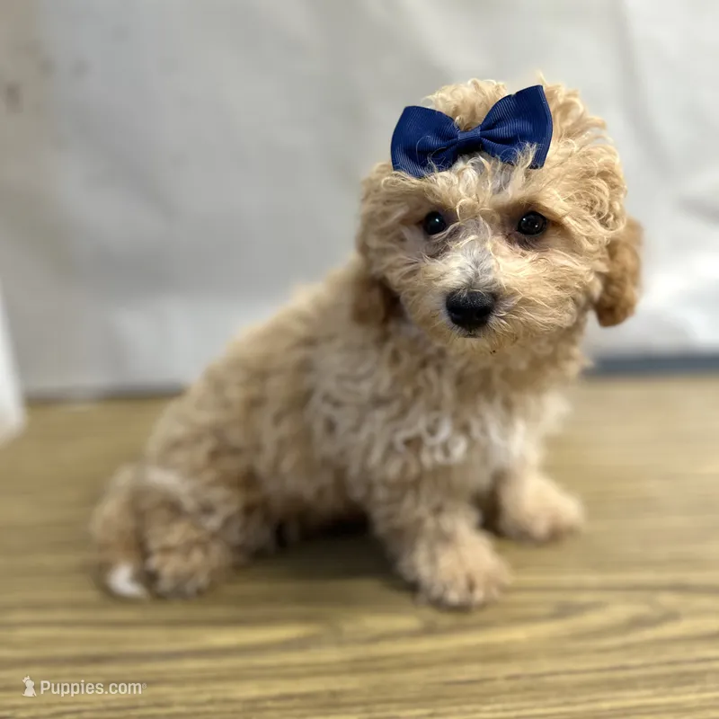 Buttercup – Bichpoo puppy for sale in Elkton, KY