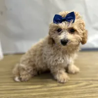 Buttercup, a male Bichpoo for sale in Elkton, KY – 1 of 2