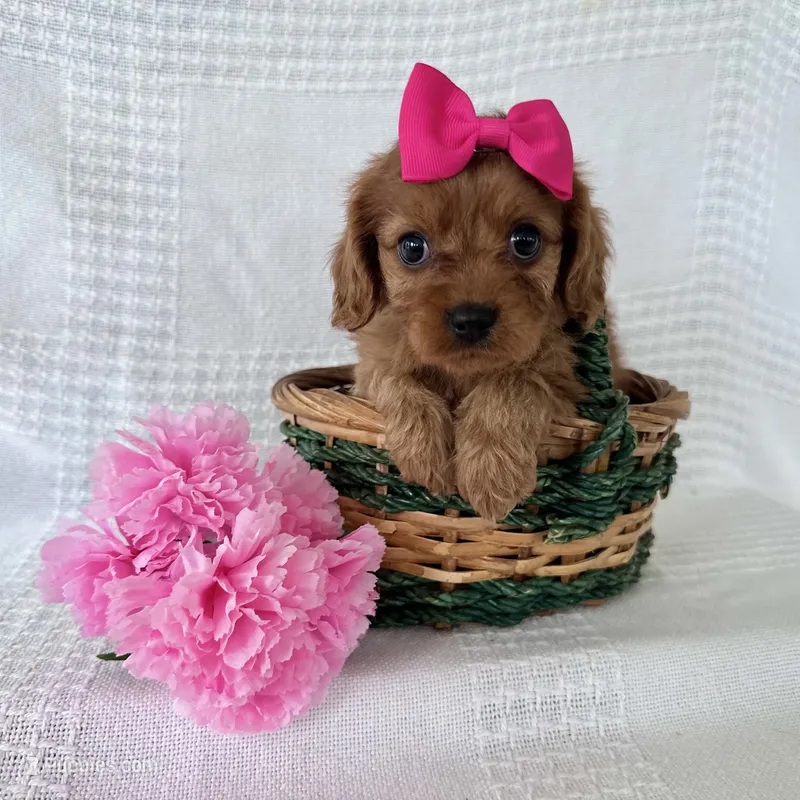 Shelby – Cavapoo puppy for sale in Elkton, KY