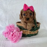 Shelby, a female Cavapoo for sale in Elkton, KY – 1 of 2