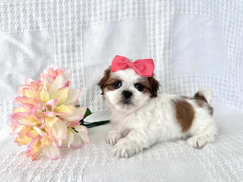 Barbie – Shih Tzu puppy for sale in Elkton, KY