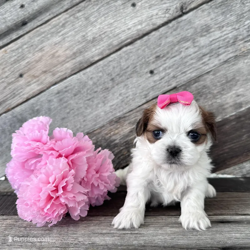 Barbie – Shih Tzu puppy for sale in Elkton, KY