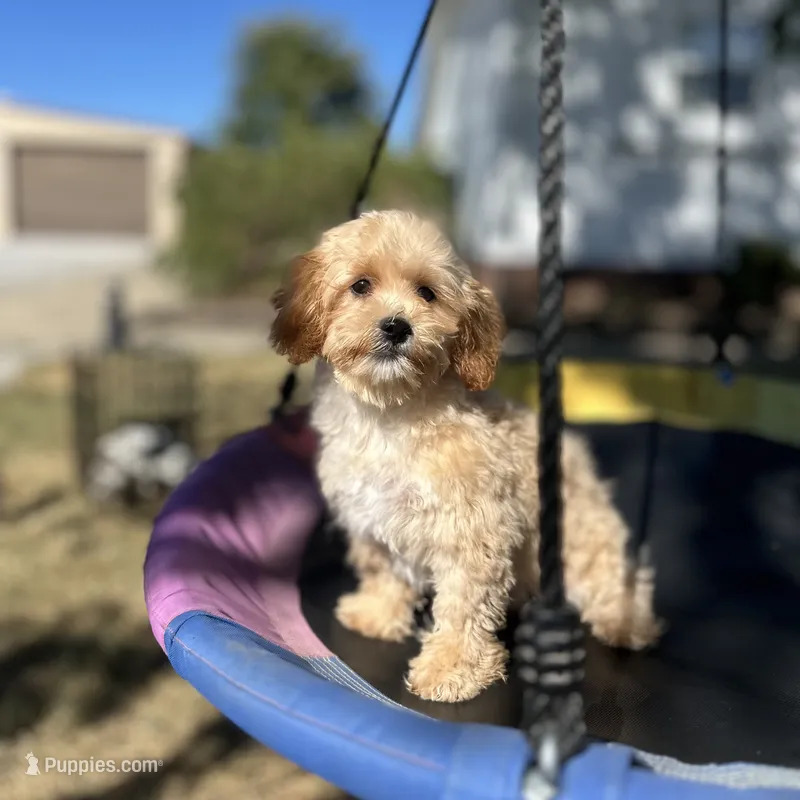 Sammy – Shihpoo puppy for sale in Elkton, KY