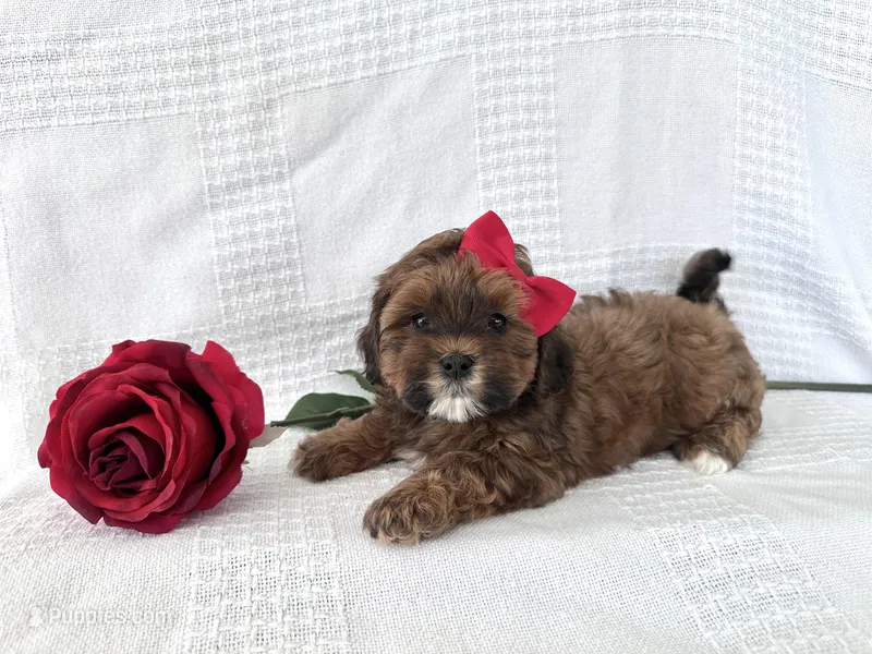 Boomer – Shih Tzu, Poodle - Toy  puppy for sale in Elkton, KY
