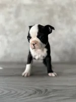 Roxy, a female Boston Terrier for sale in Elkton, KY – 2 of 5