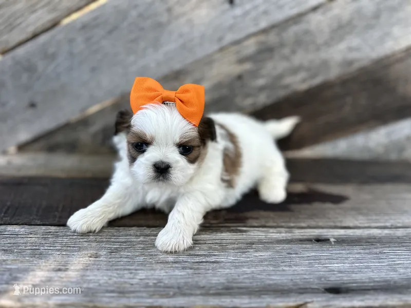 Tate – Shih Tzu puppy for sale in Elkton, KY