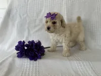 Chloe, a female Poodle - Toy  and Bichpoo for sale in Elkton, KY – 4 of 6