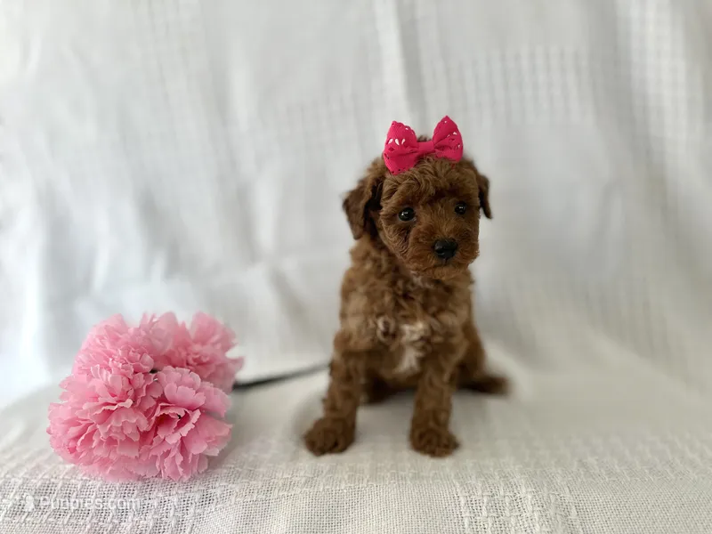 Molly – Poodle - Toy  puppy for sale in Elkton, KY