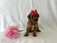 Molly, a female Poodle - Toy  for sale in Elkton, KY – 1 of 1