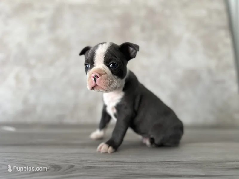 Ralph – Boston Terrier puppy for sale in Elkton, KY