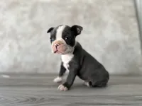 Ralph, a male Boston Terrier for sale in Elkton, KY – 1 of 4