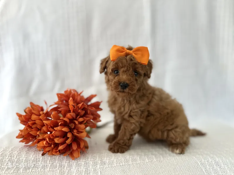 Milo – Poodle - Toy  puppy for sale in Elkton, KY