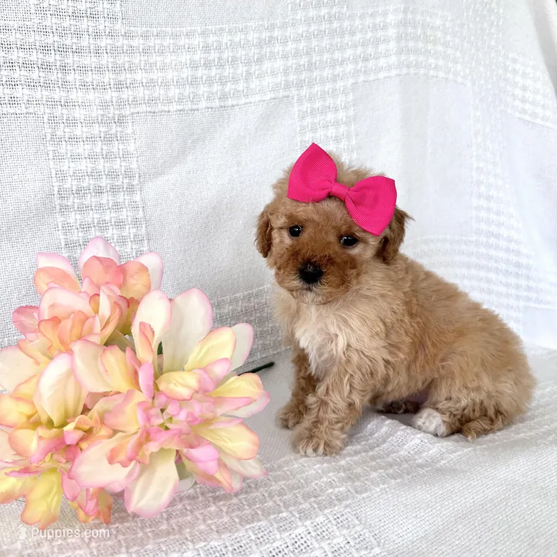 Skye – Poodle - Toy  puppy for sale in Elkton, KY