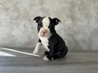 Roxy, a female Boston Terrier for sale in Elkton, KY – 5 of 5