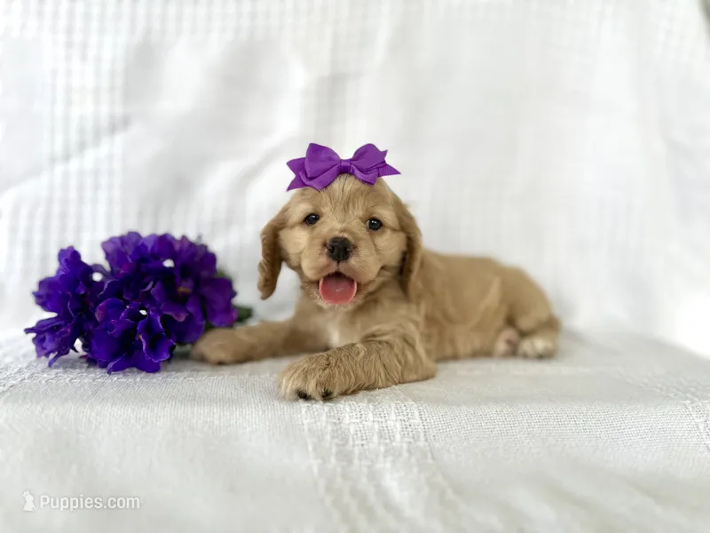 Lucy – Cocker Spaniel puppy for sale in Elkton, KY