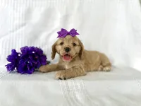 Lucy, a female Cocker Spaniel for sale in Elkton, KY – 1 of 1