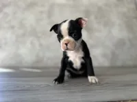 Rosie, a female Boston Terrier for sale in Elkton, KY – 5 of 7
