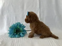 Tucker, a male Poodle - Toy  for sale in Elkton, KY – 4 of 4