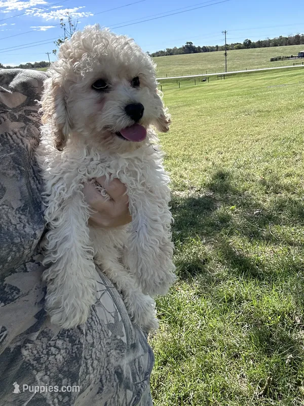 Chloe – Poodle - Toy , Bichpoo puppy for sale in Elkton, KY