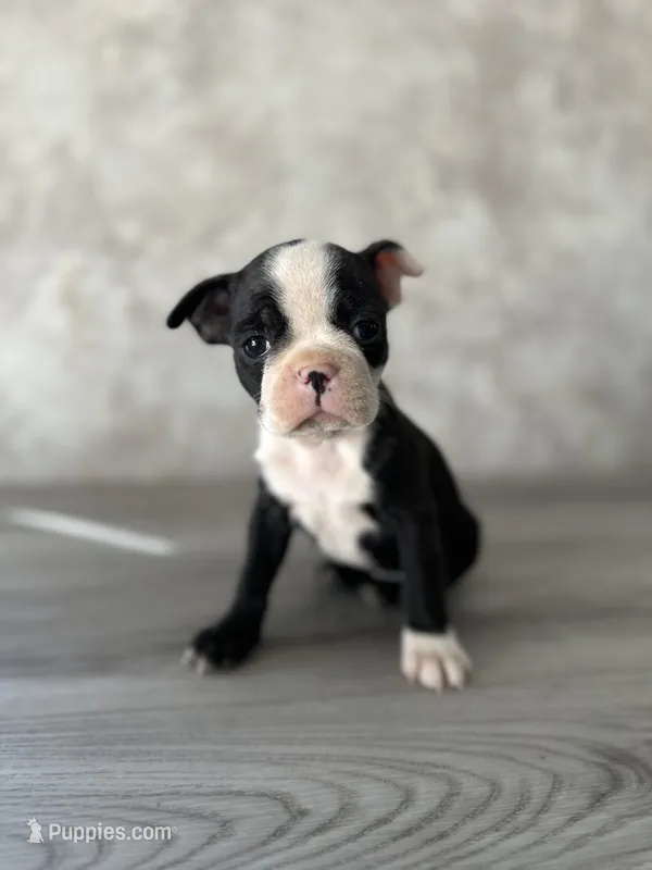 Rosie – Boston Terrier puppy for sale in Elkton, KY