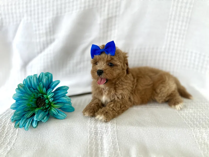 Samuel – Shihpoo puppy for sale in Elkton, KY