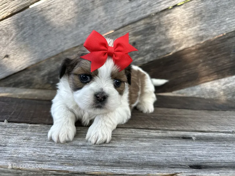 Toby – Shih Tzu puppy for sale in Elkton, KY