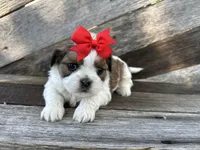 Toby, a male Shih Tzu for sale in Elkton, KY – 1 of 3