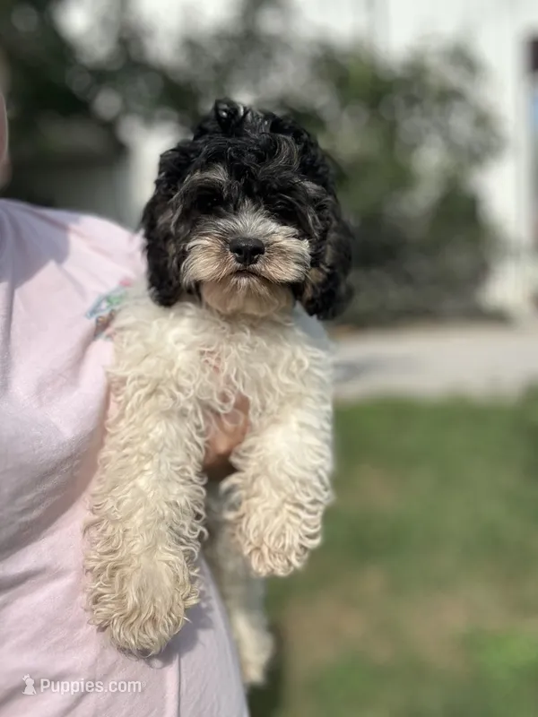 Oreo – Cockapoo puppy for sale in Elkton, KY