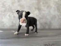 Ralph, a male Boston Terrier for sale in Elkton, KY – 3 of 4